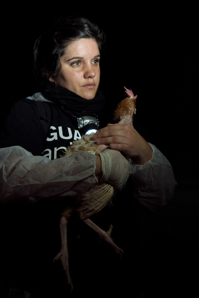 Sharon Nunez durante il salvataggio di una gallina