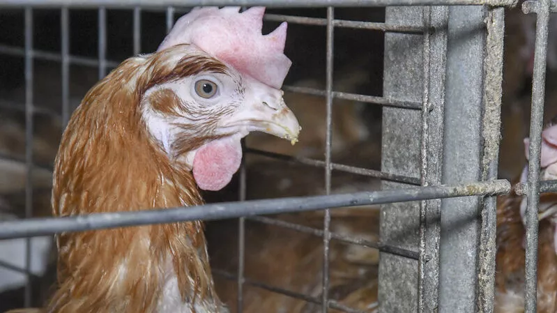 gallina in gabbia allevamento