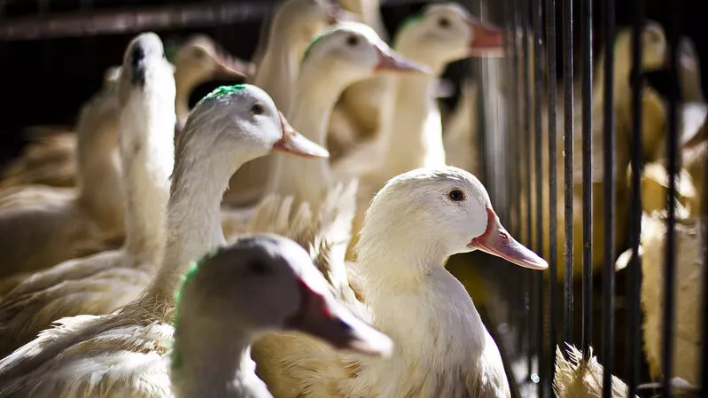 Anatre gabbia allevamenti foie gras