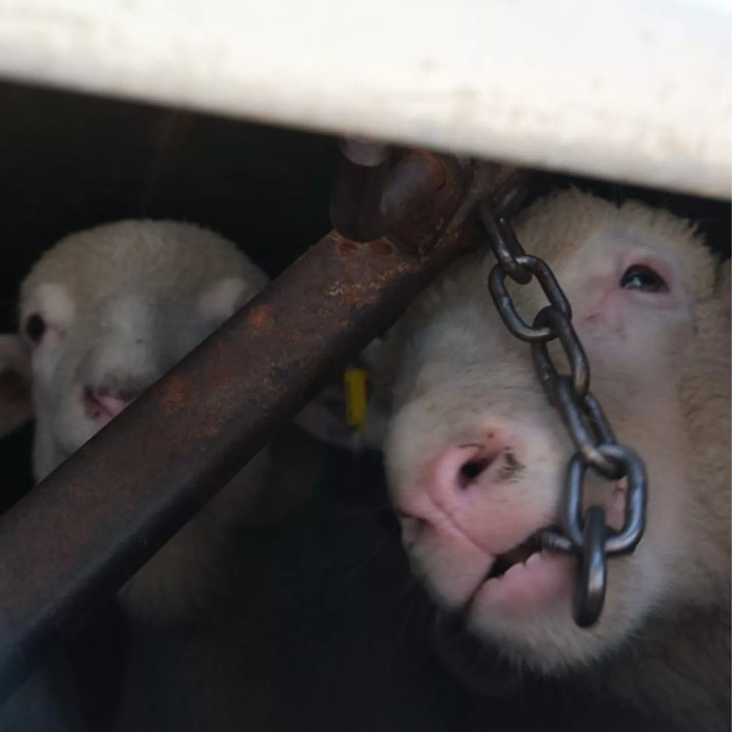 Animal Equality in piazza a Milano per mostrare la realtà degli allevamenti intensivi