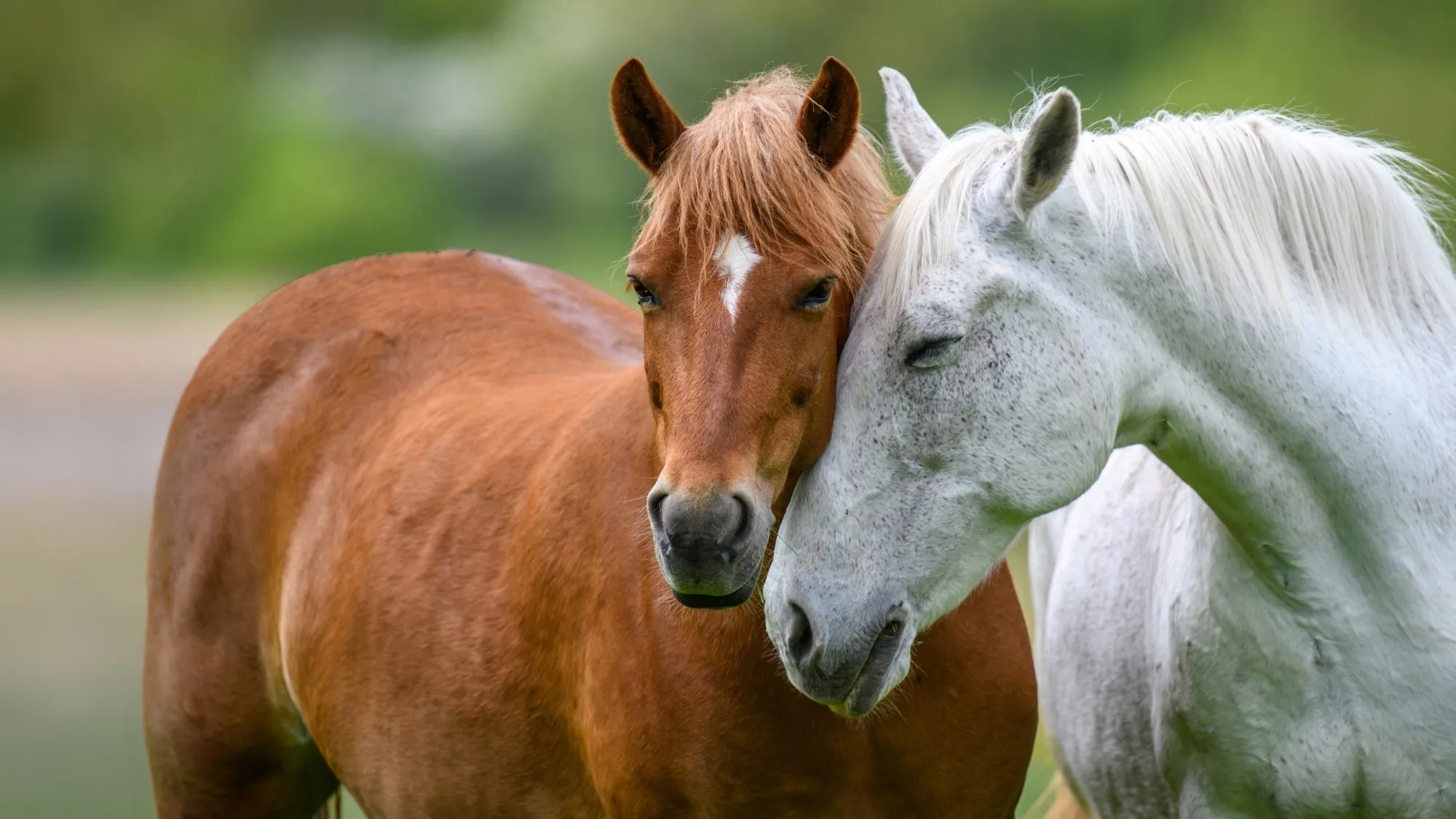tu lo chiami amico, la legge no. Stop macellazione cavalli