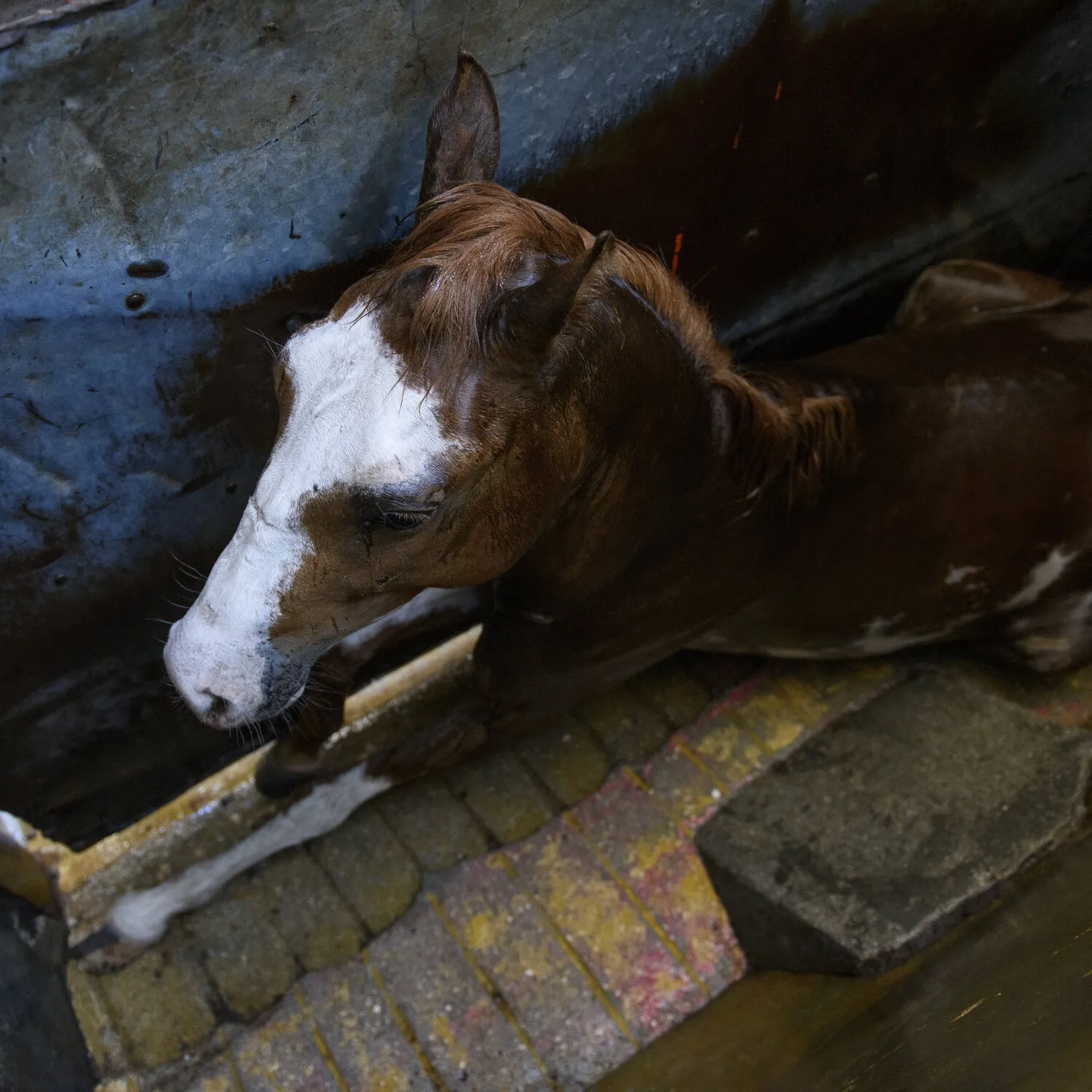 Cavallo ucciso in un macello