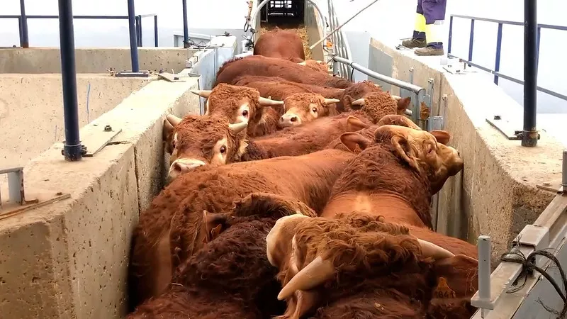 mucche caricate nave trasporto animali