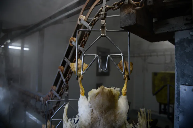 Anatra uccisa per la produzione di foie gras