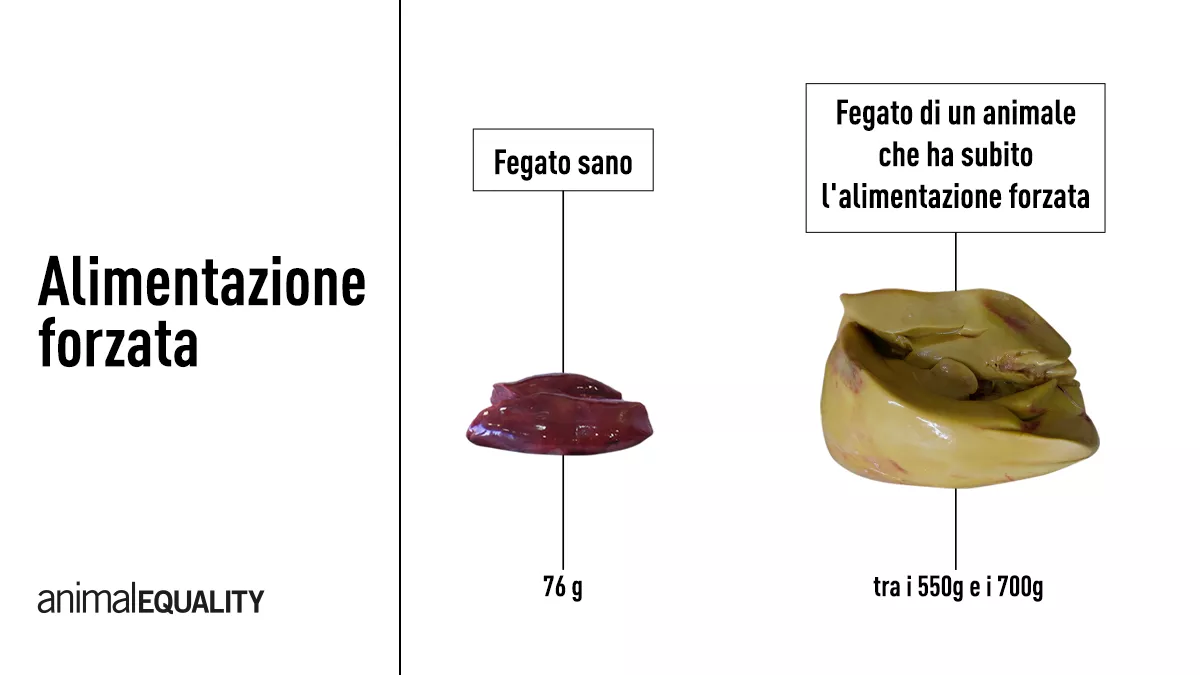 fegato anatre oche foie gras malattia 