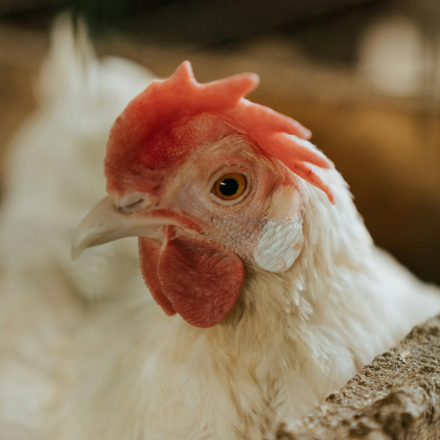 Gallina in primo piano