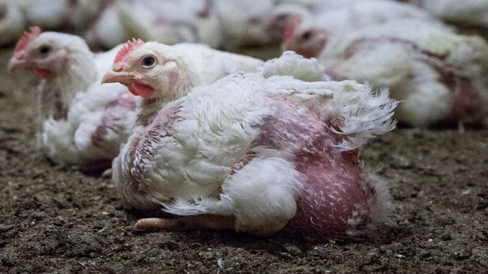 Polli broiler in un allevamento intensivo