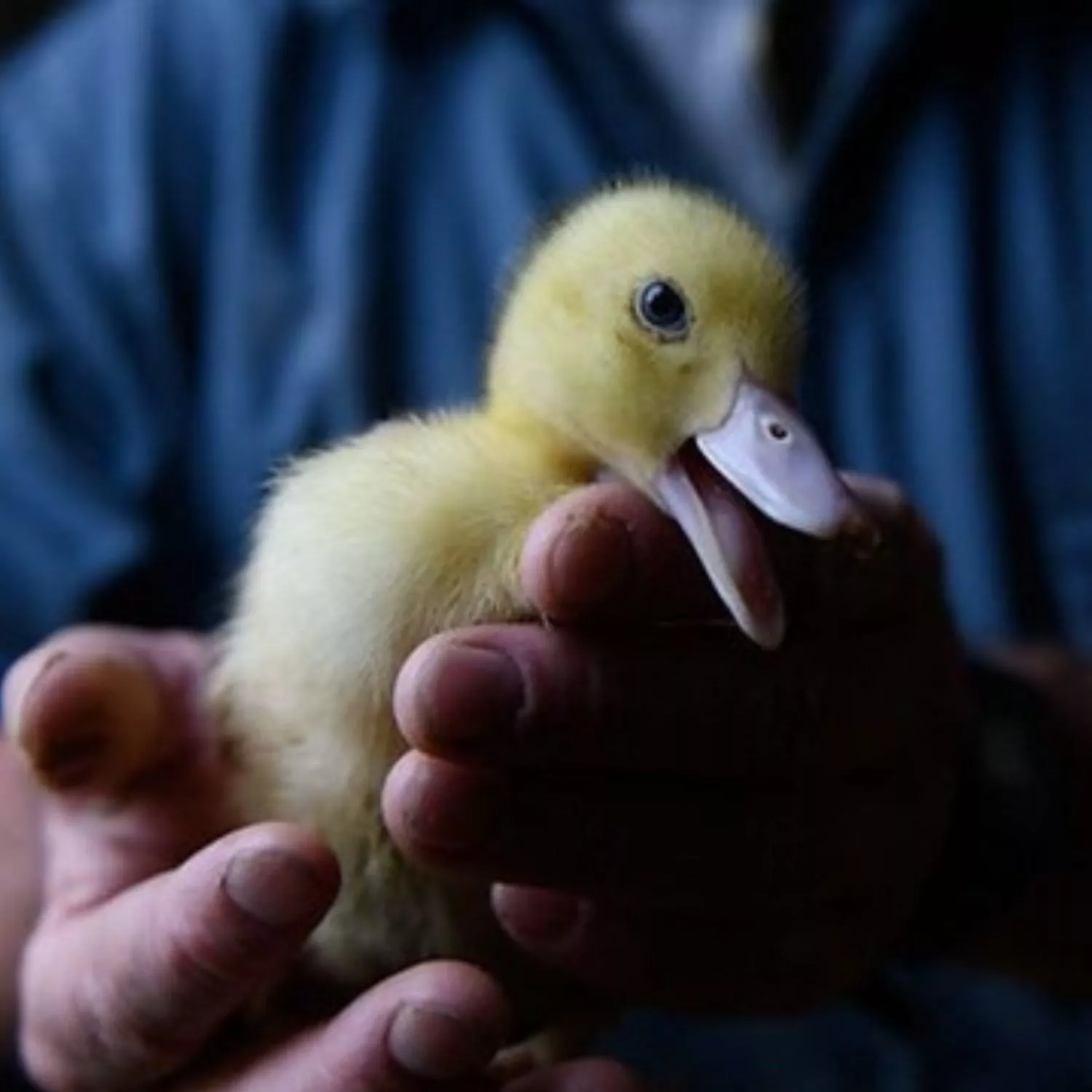 Foie gras: 42 parlamentari si mobilitano insieme alle organizzazioni per la protezione degli animali contro l’alimentazione forzata e chiedono al governo di supportare il divieto in Europa