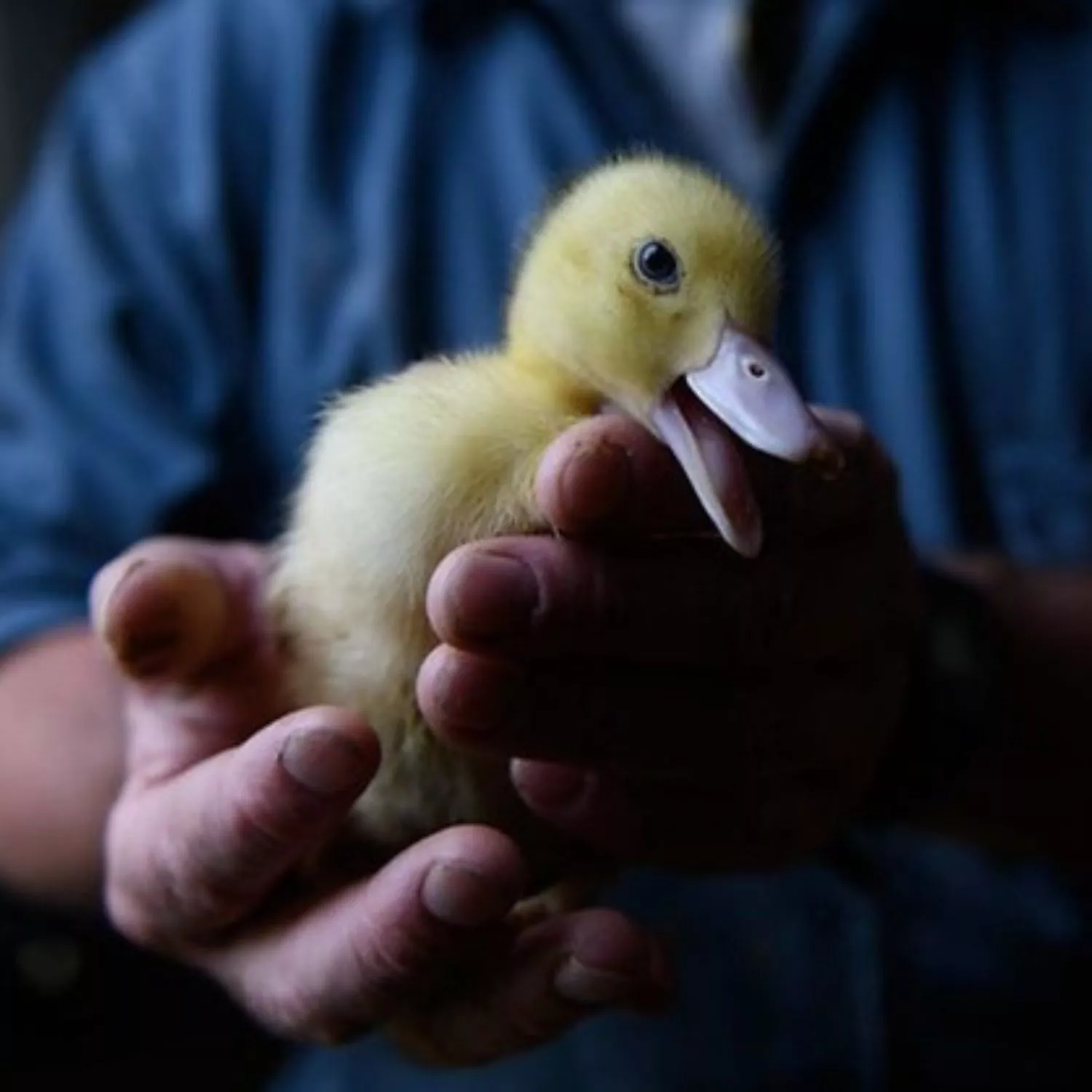 Anatroccolo allevato per il foie gras