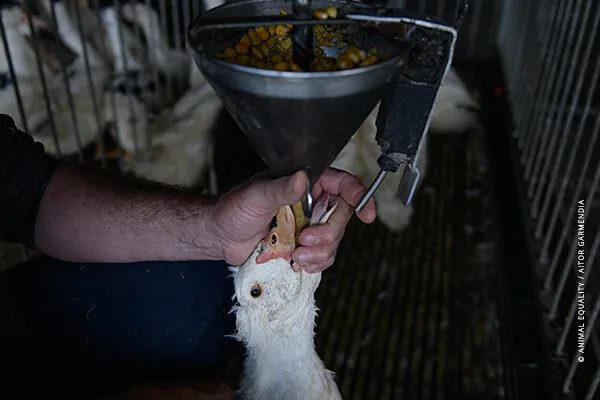 Anatra alimentata a forza per la produzione di foie gras