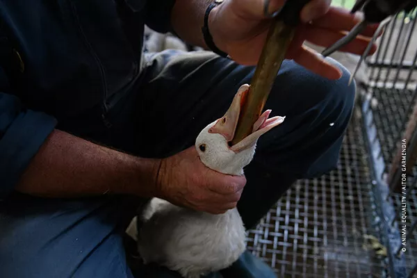 Oca alimentata a forza per la produzione di foie gras