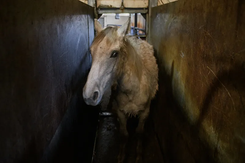 Cavallo in un macello in Europa