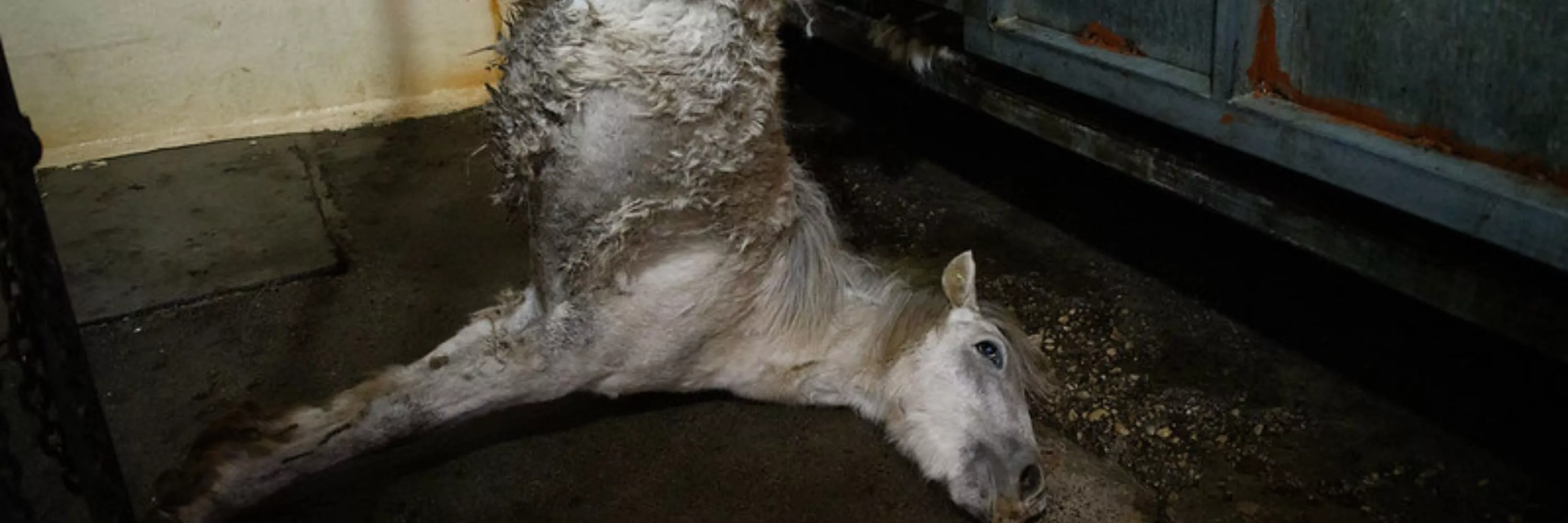 Cavallo in un macello spagnolo