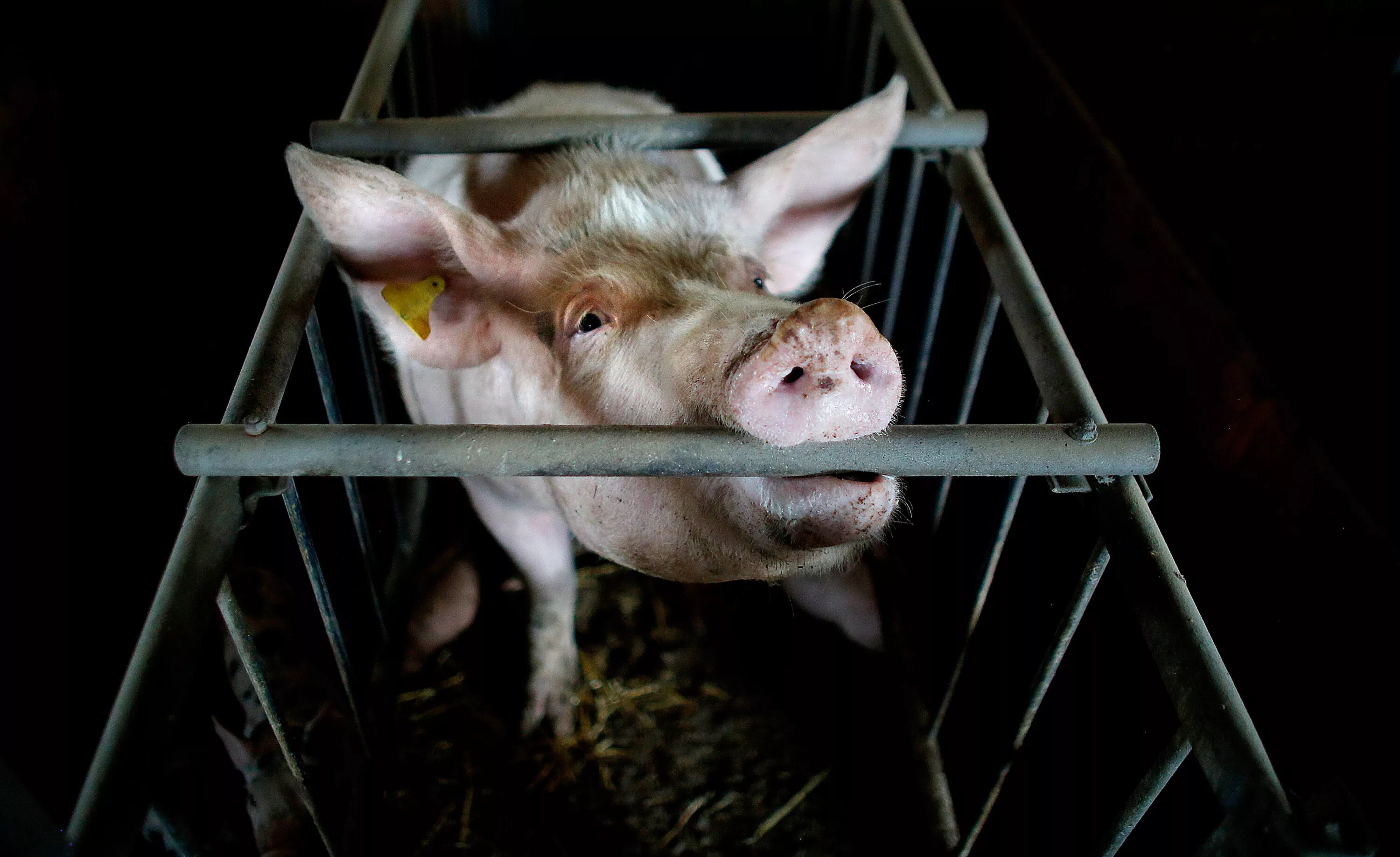 Scrofa nella gabbia di gestazione di un allevamento