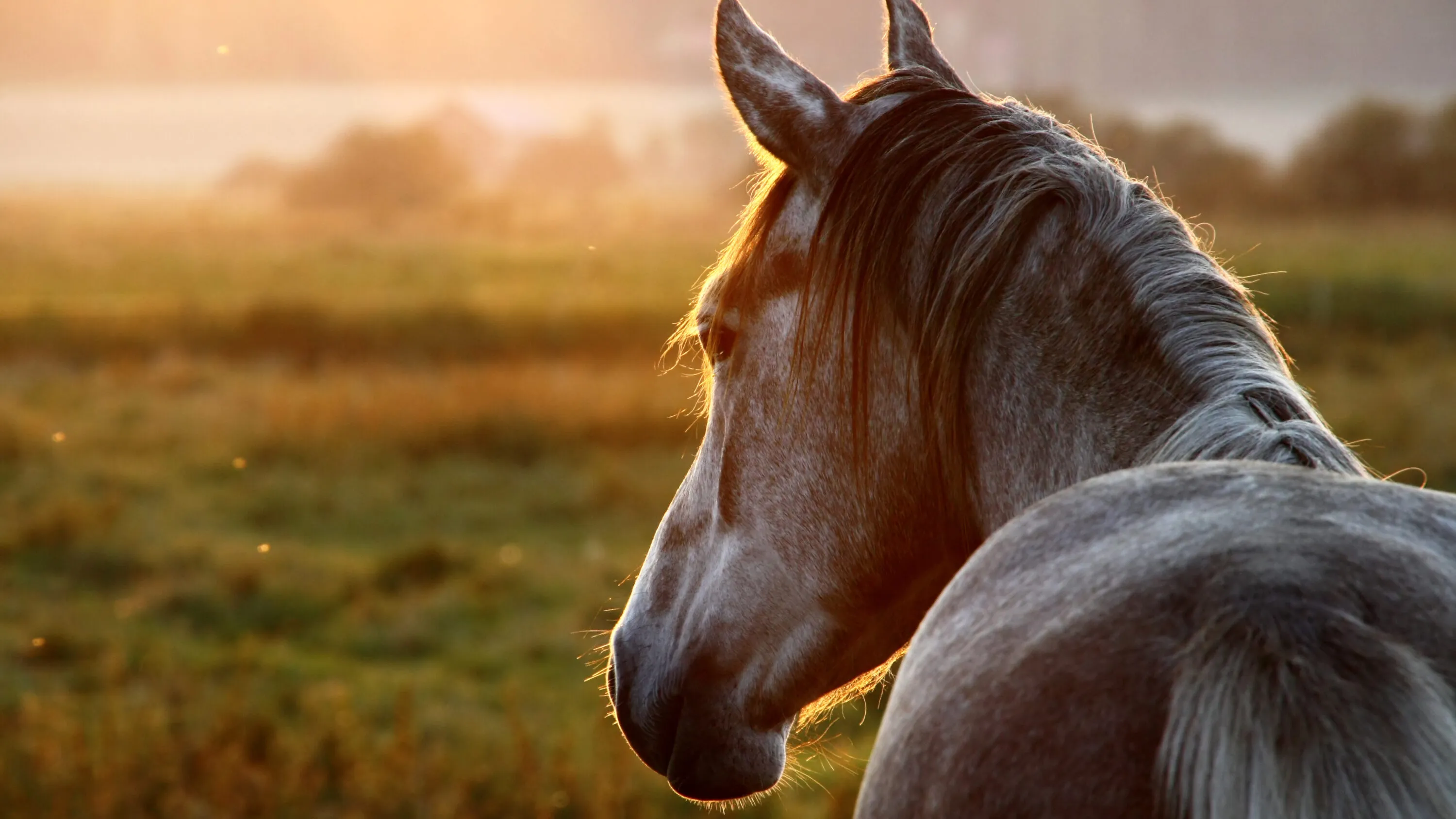 Cavallo in natura