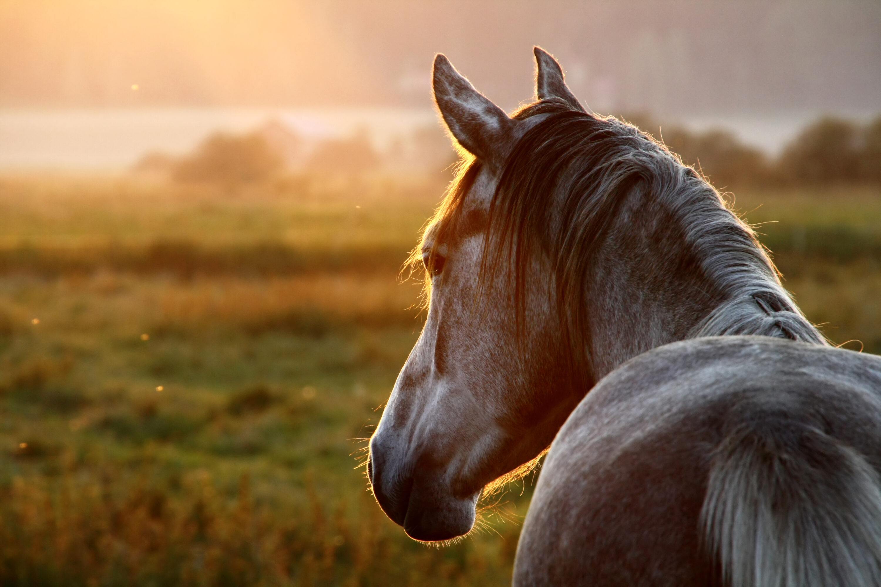 Cavallo in natura