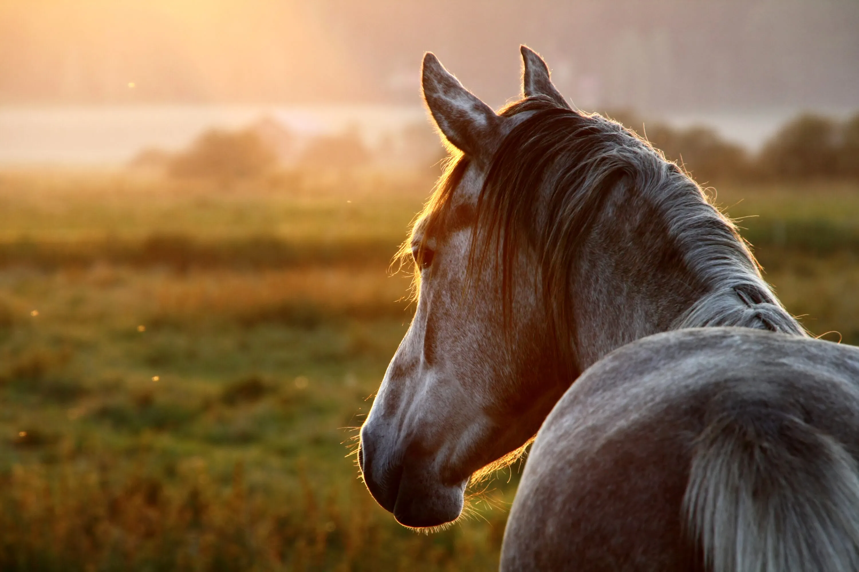 Cavallo in natura