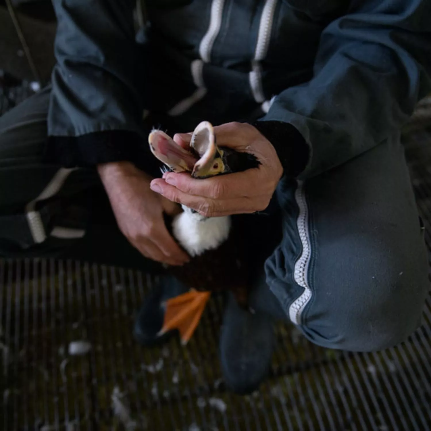 Anatra Foie Gras