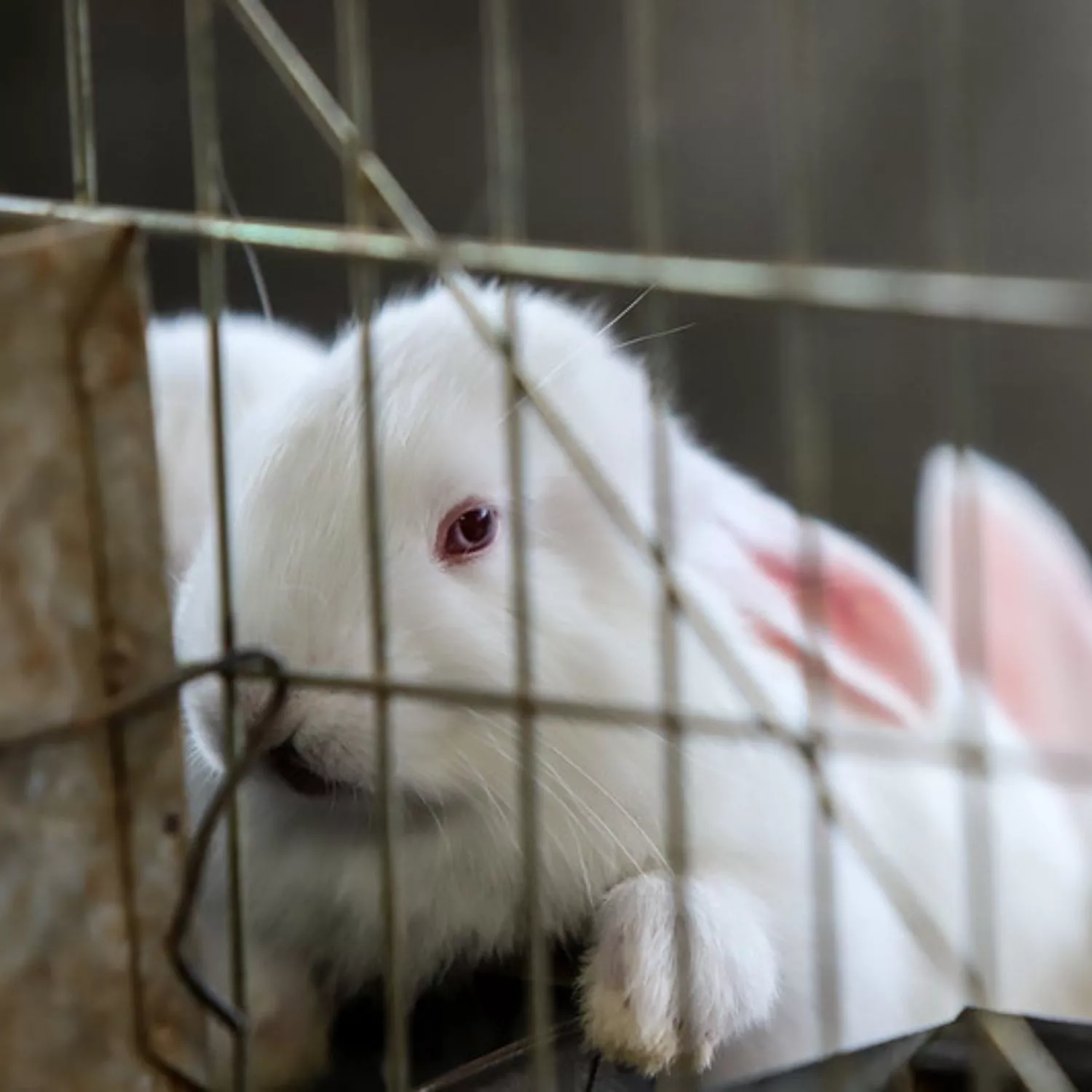 Maltrattati e macellati ancora coscienti: ecco come viene prodotto la carne di coniglio in Messico