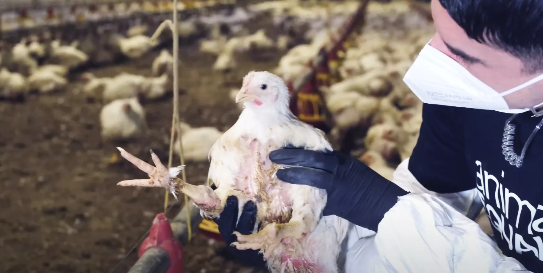 Allevamento polli broiler inchiesta Animal Equality