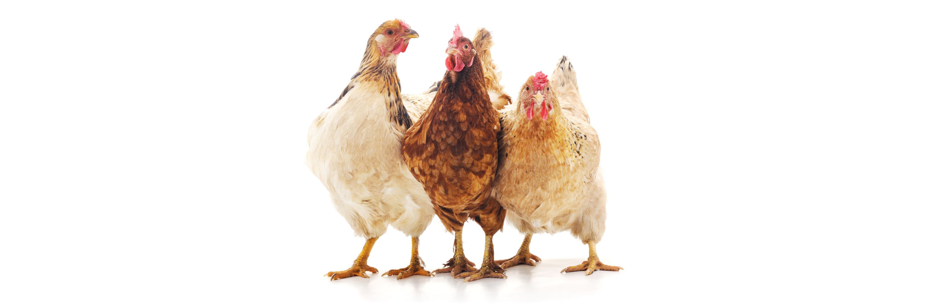 galline su bianco uova cage free