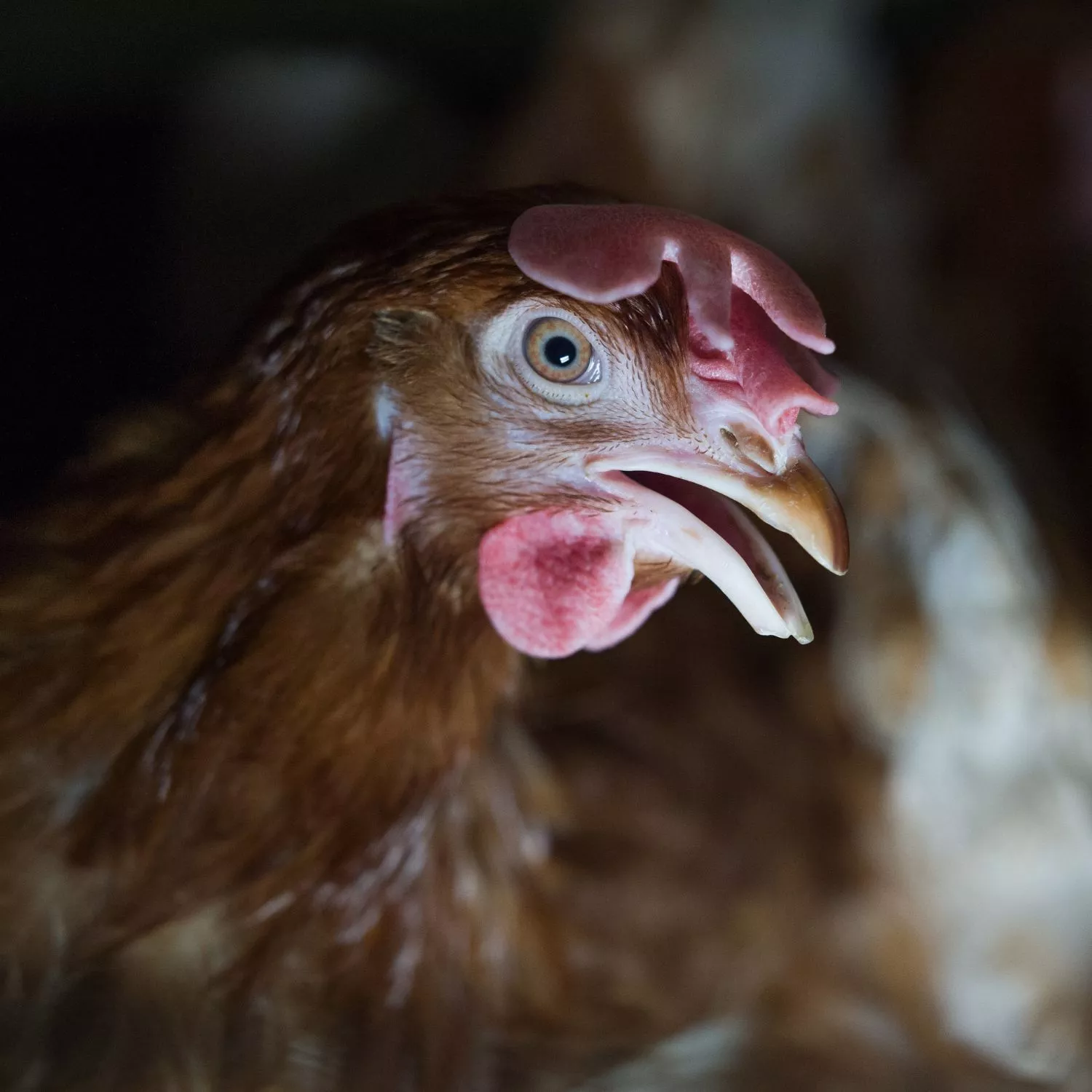 Oltre 150 aziende in Italia hanno un impegno cage-free, ma mancano all’appello grandi marchi come Amadori, Granarolo e La Piadineria 