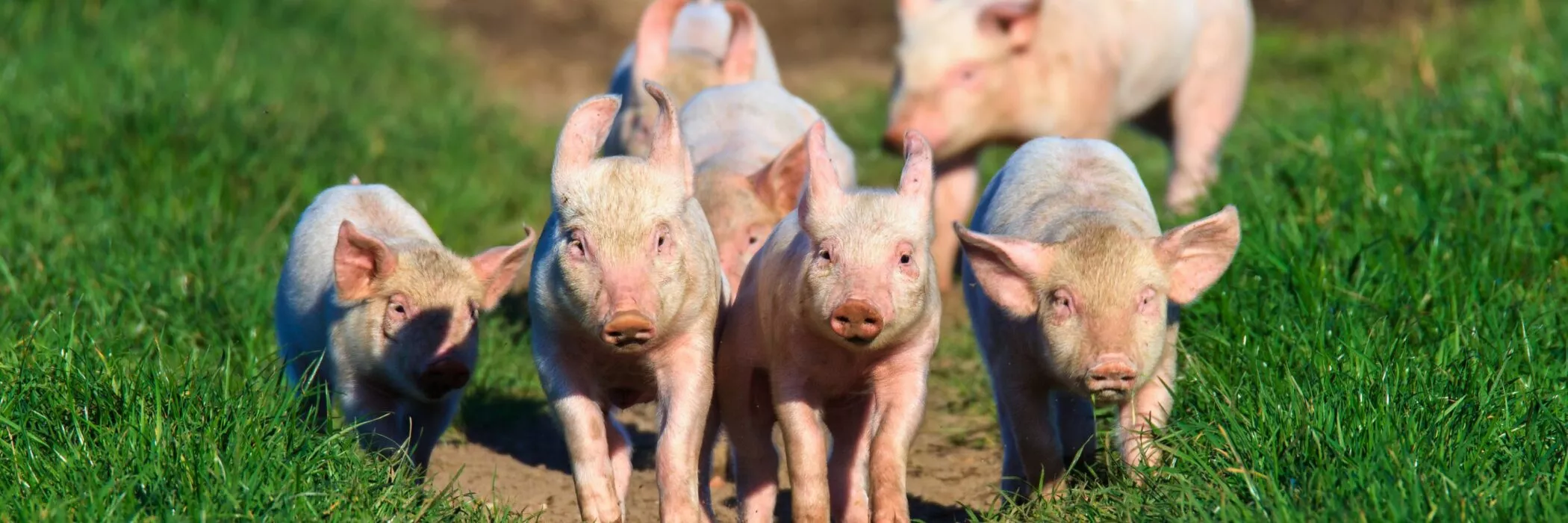 3000x1000-pigs-running-2100x0-c-default