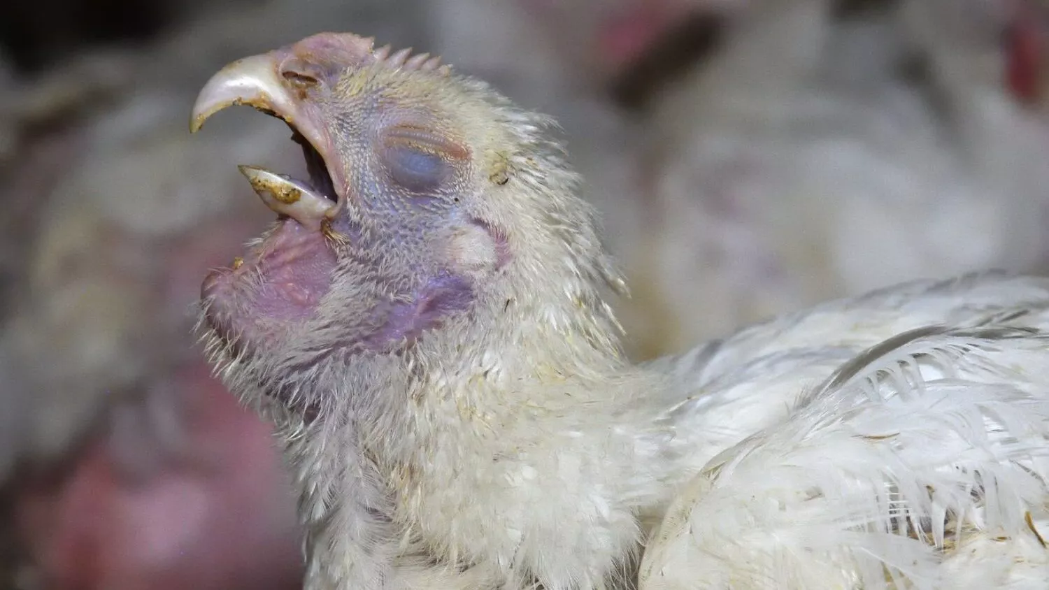 Pollo sofferente in un allevamento intensivo