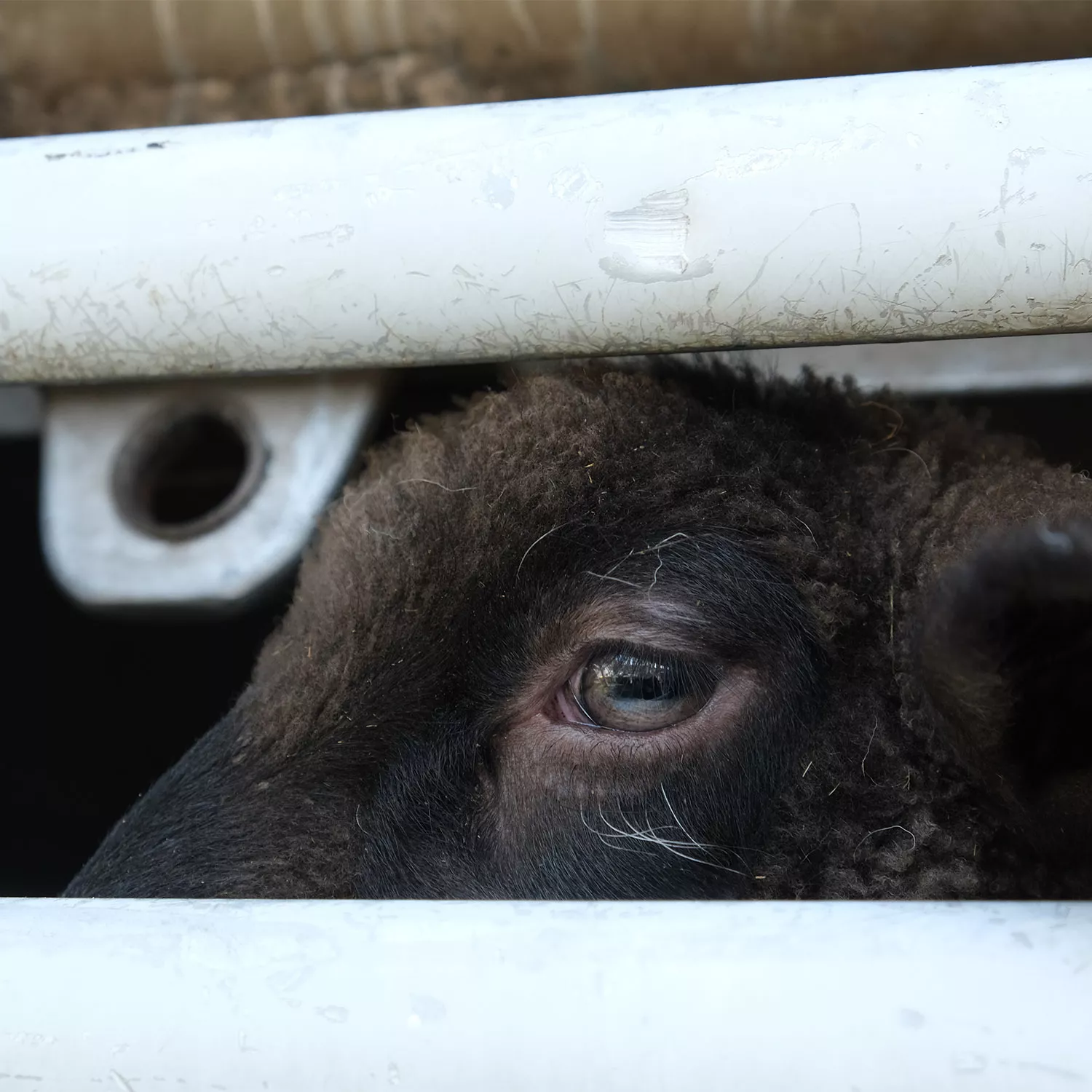 Investigazione trasporti agnello donazione raddoppiata