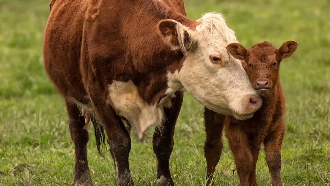 Cow Calf Green Pasture