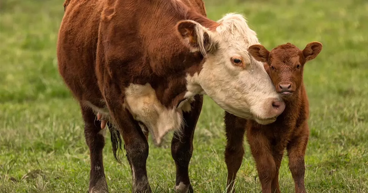 Cow Calf Green Pasture