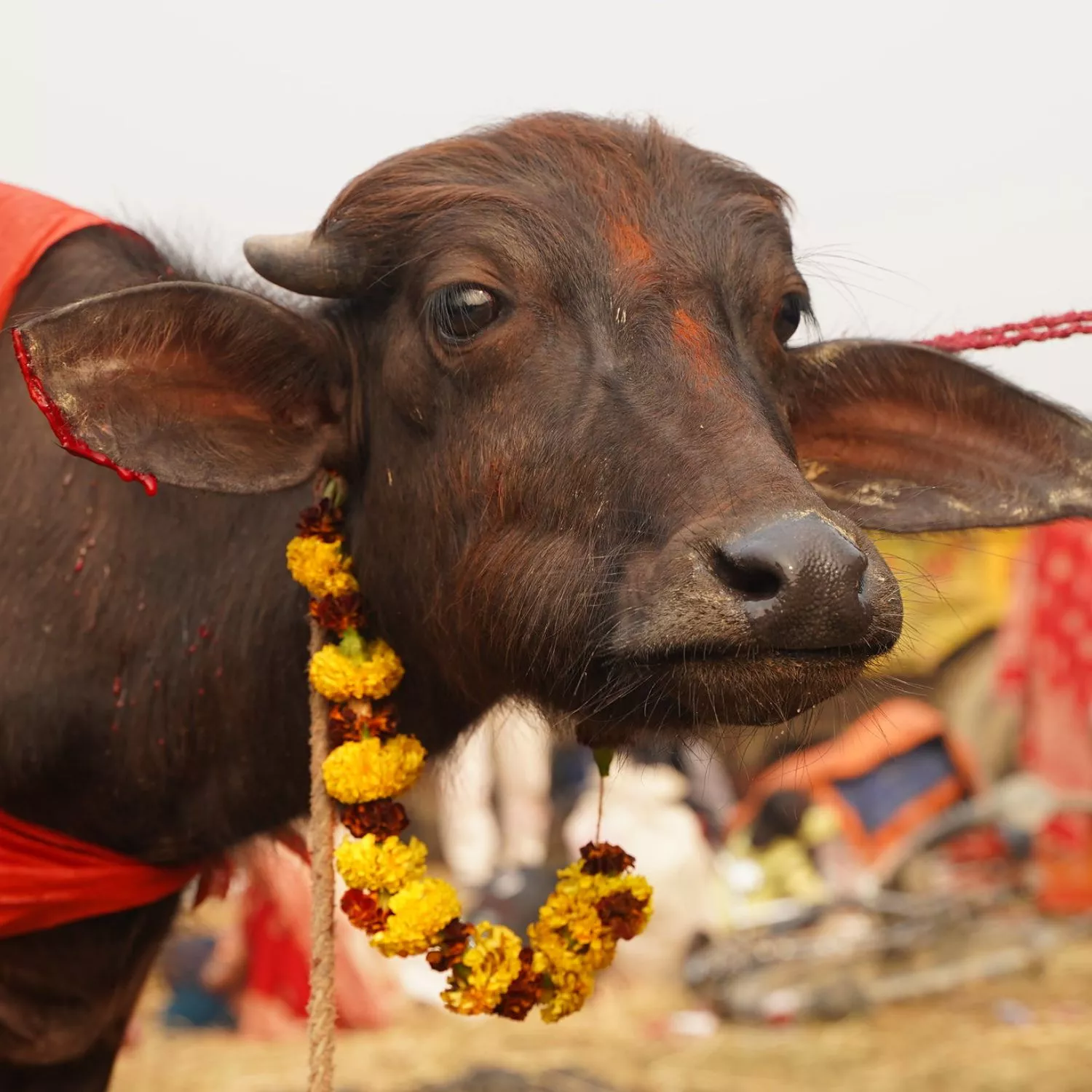 Animal Equality rivela le uccisioni di massa di animali al Festival di Gadhimai in Nepal 