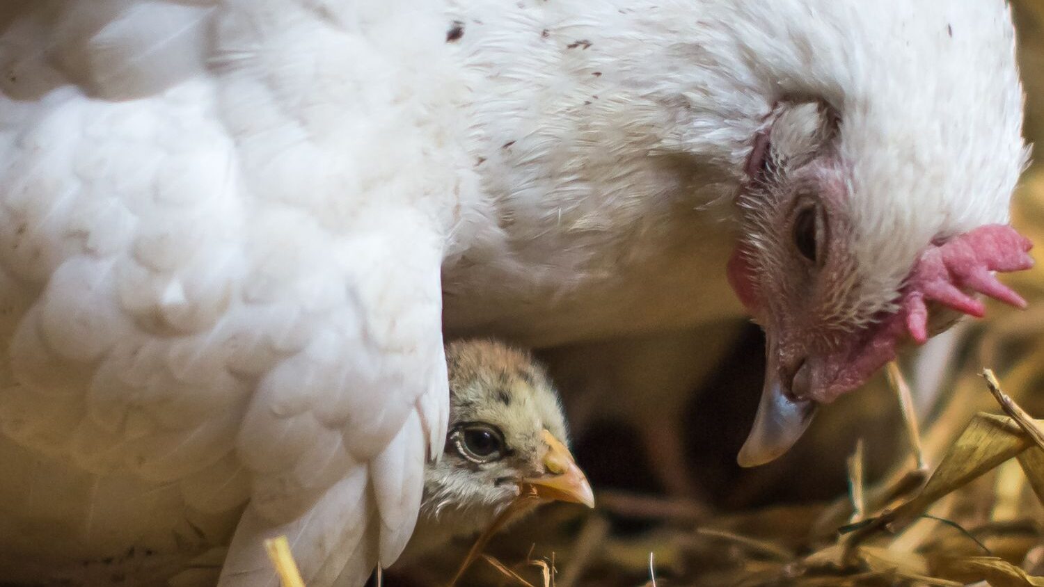 Pulcino sotto l'ala di una gallina