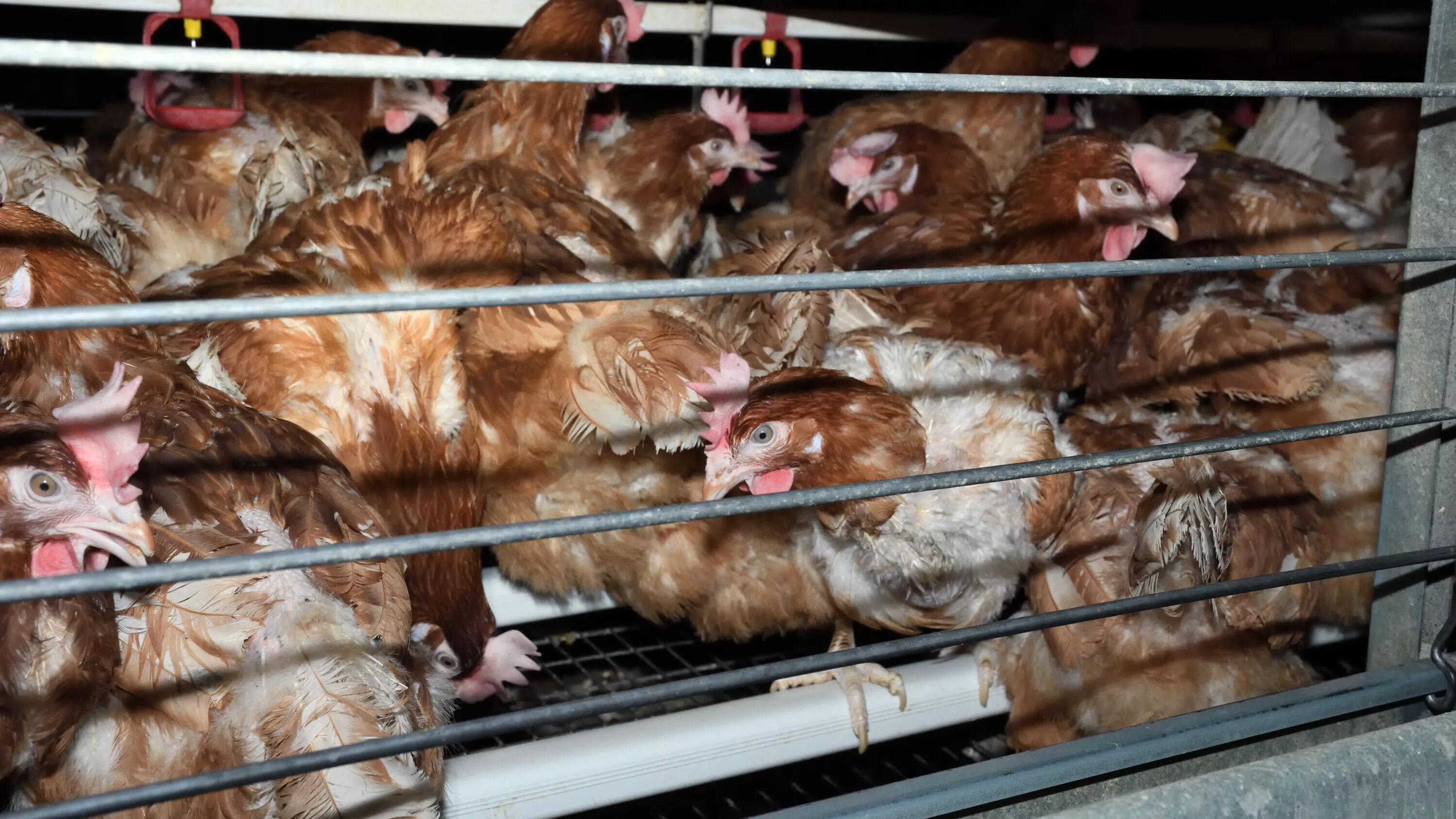 Galline nella gabbia di un allevamento