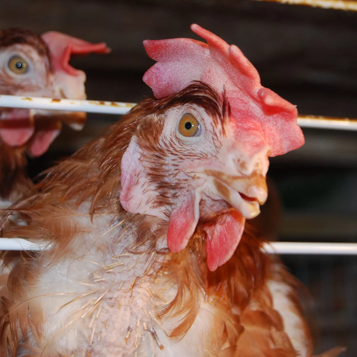 Anche in Friuli Venezia Giulia si parla di cage-free