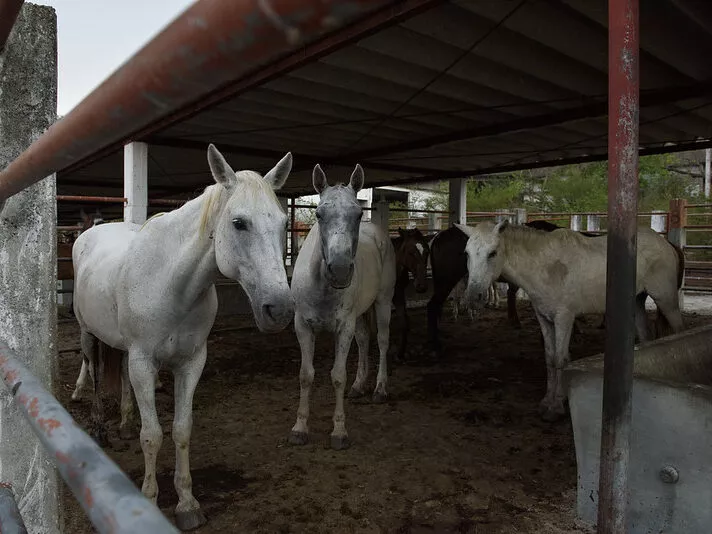 Cavalli in un allevamento illegale