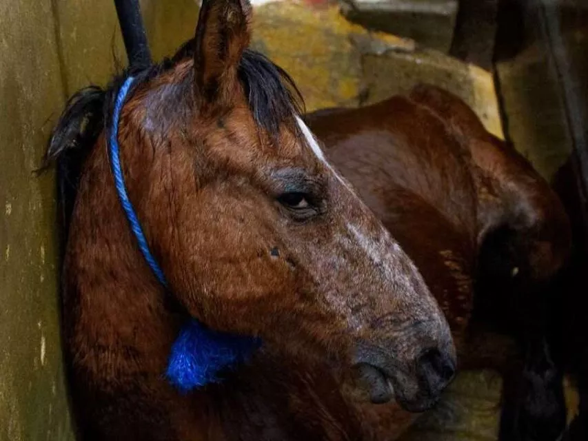 Cavallo ucciso in un macello