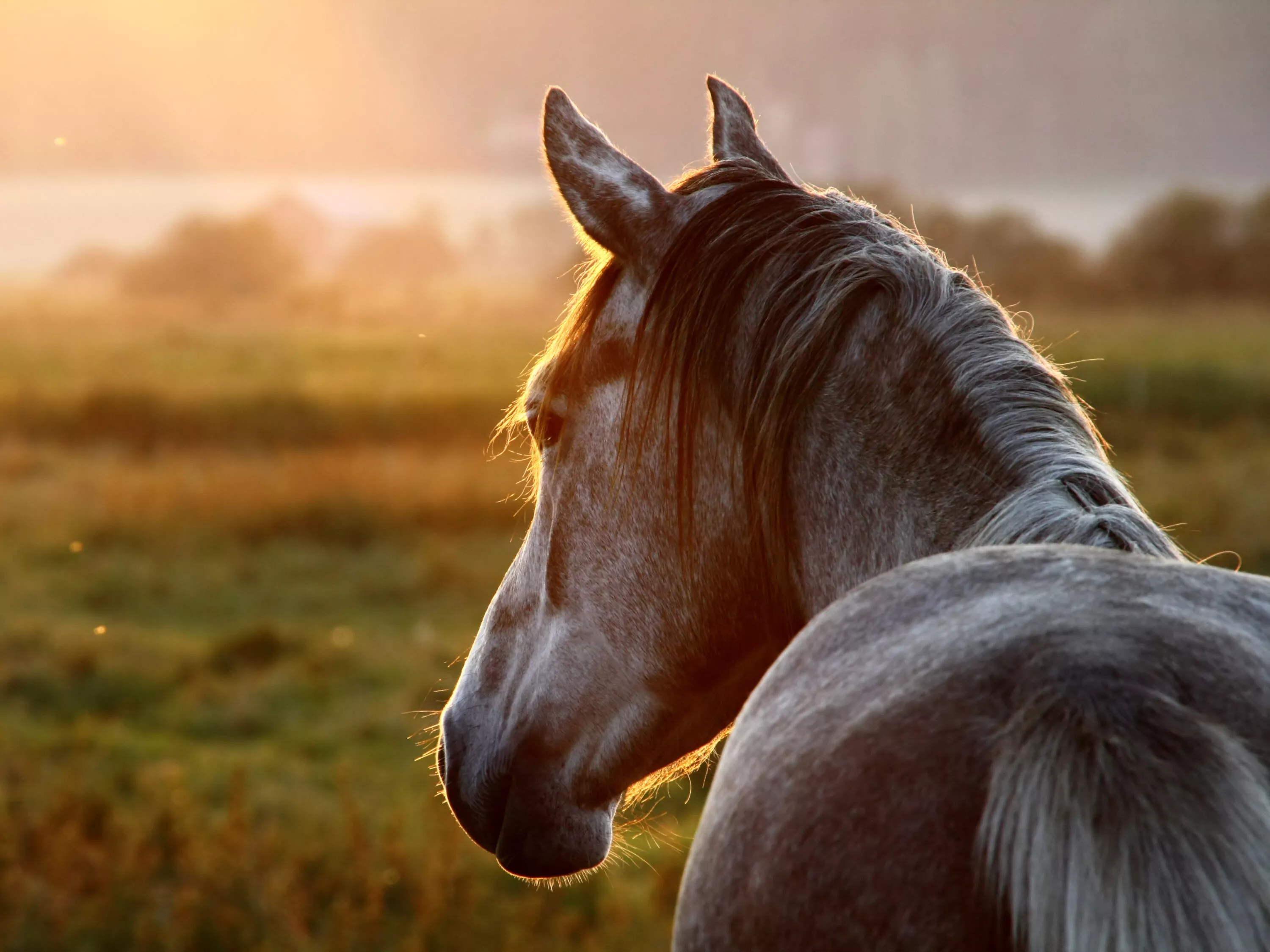 Cavallo in natura