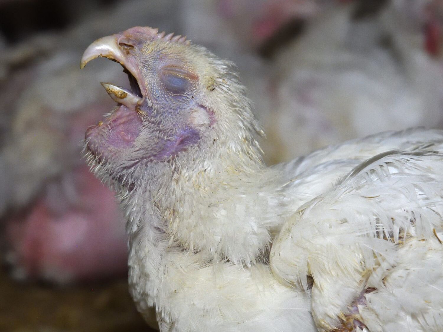 Pollo sofferente in un allevamento intensivo