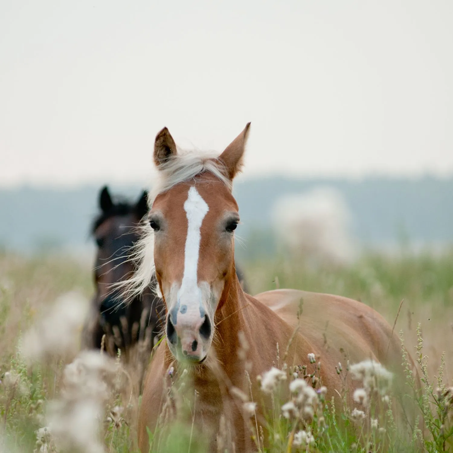 Ricerca Ipsos: l’83% degli Italiani dichiara di non consumare carne di cavallo, il 73% prova empatia e lo considera un animale al pari di cani e gatti