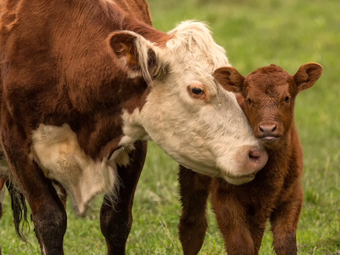 mucca e vitello animal equality