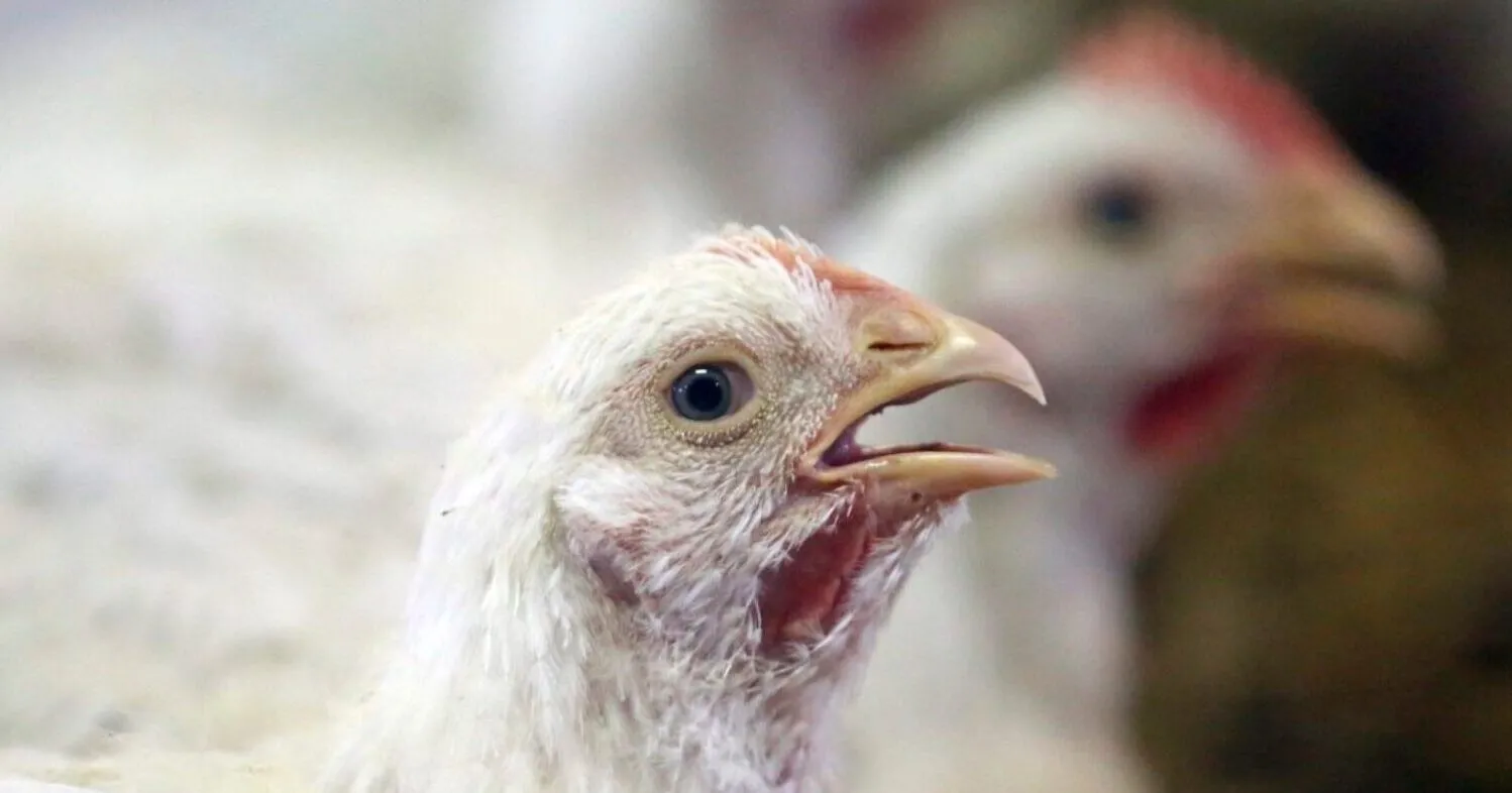 Polli broiler in un allevamento intensivo