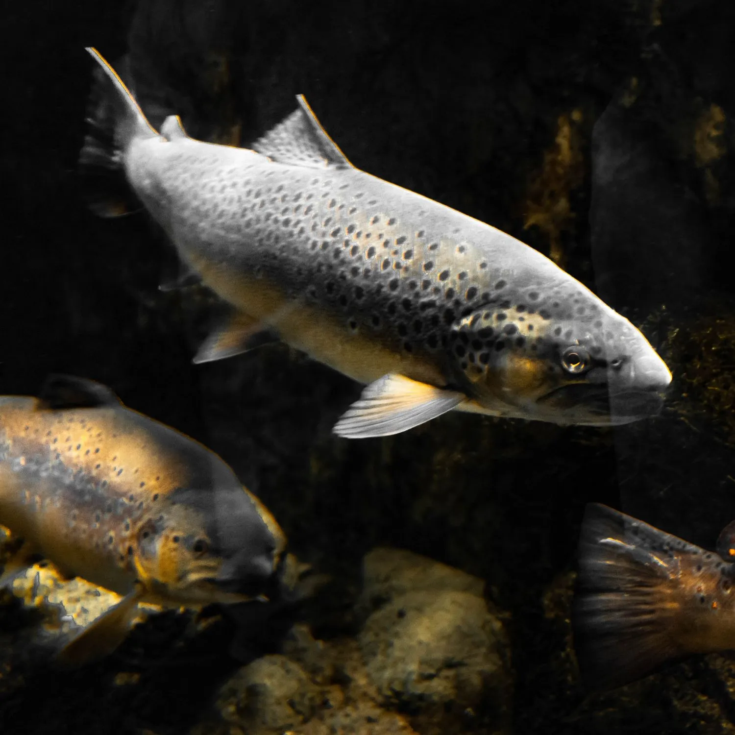 Report: in onda le nostre immagini sugli allevamenti di salmoni scozzesi
