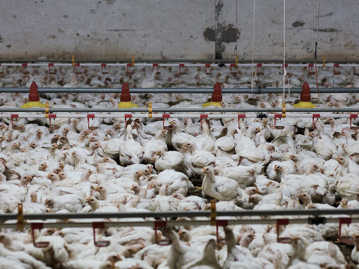 polli broiler in un allevamento intensivo