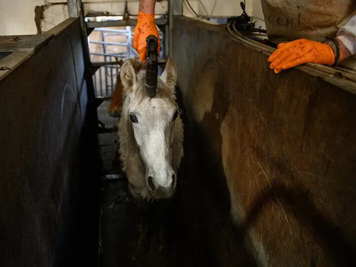 Cavallo in un macello in Italia