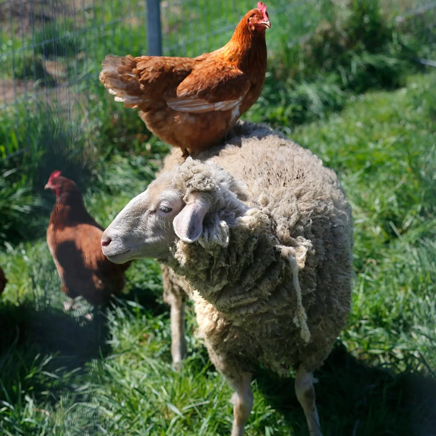 La Commissione europea rivedrà le leggi a tutela degli animali negli allevamenti