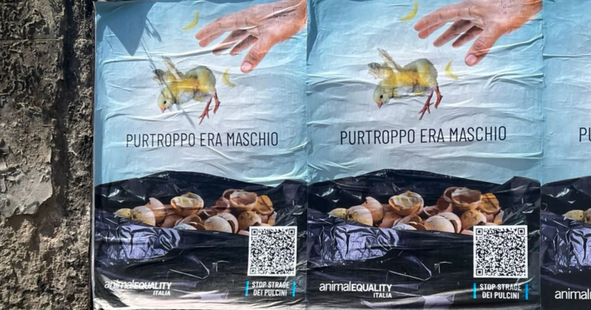 Giornata mondiale delle uova: la nostra azione a Roma per i pulcini maschi 9