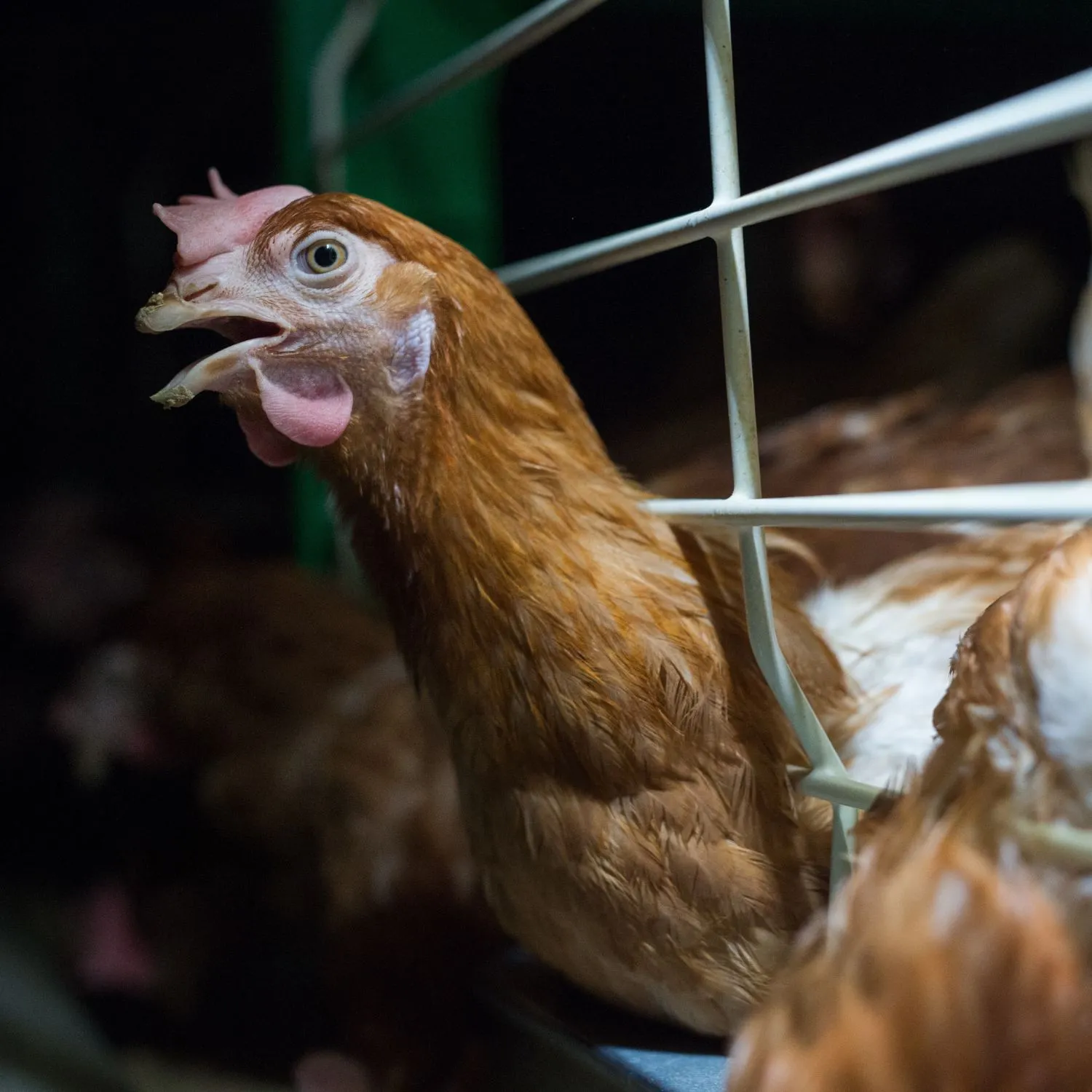 In Svezia non ci sono più galline allevate in gabbia. Animal Equality: “Porre fine alle gabbie è possibile, ovunque”