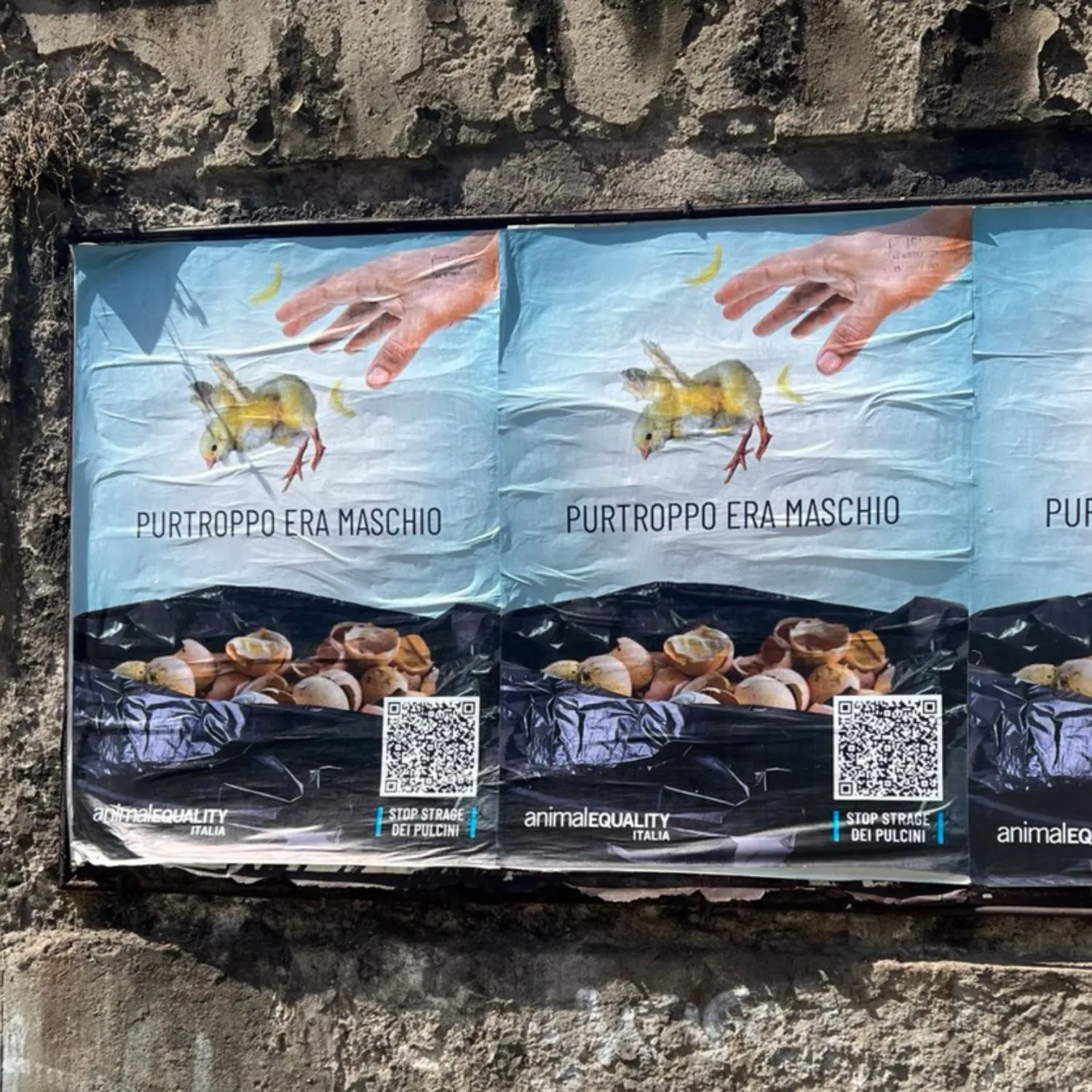 “Purtroppo era maschio”: Roma si tinge di azzurro per i pulcini