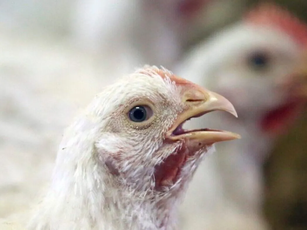 Polli broiler in un allevamento intensivo